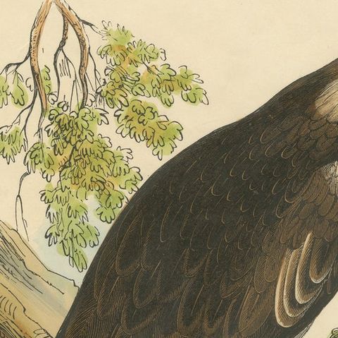 The Kite, Bird of Prey, Antique Wood Engraving, circa 1860, close-up 4