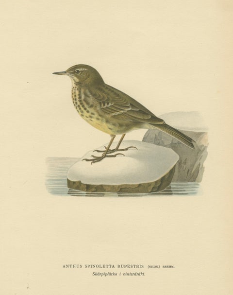 Minimalist Scandinavian Bird Lithographs, Nordic Alpine Pipit Study Pair, 1929, close-up 3