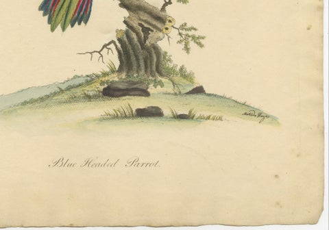 Original Hand-Colored Copperplate Engraving of The Blue-Headed Parrot, 1794, close-up 2