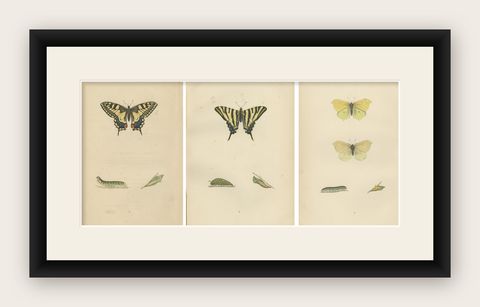 Evolutions of Elegance: A Victorian Trio of British Butterflies, 1890, shown framed