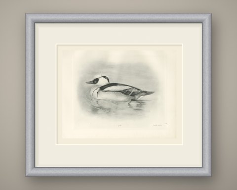 Smew Drake Swimming, Plate CXCIV after Lilian Medland, c. 1909, shown framed