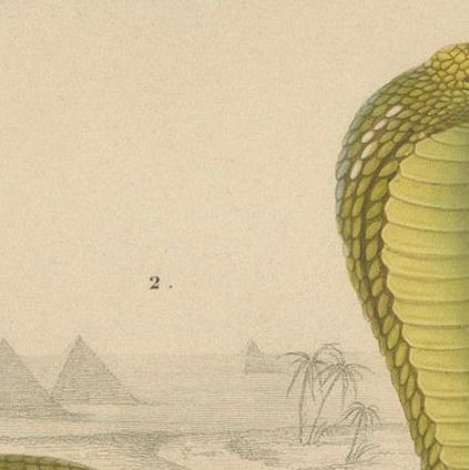 Snake Print of Coral Snake and Egyptian Cobra, c.1850, by Orbigny, close-up 6