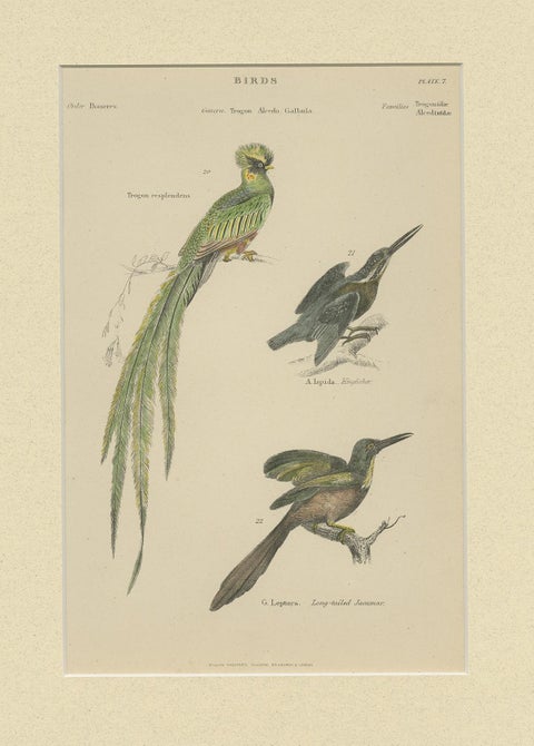 Pl. 7 Antique Print of Various Birds by Richardson 'circa 1860', view 4