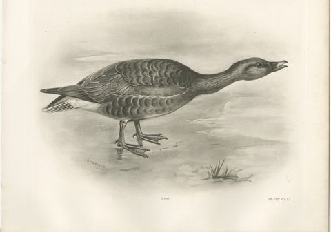 Grey Goose Walking, Antique Bird Print after Lilian Medland, circa 1909