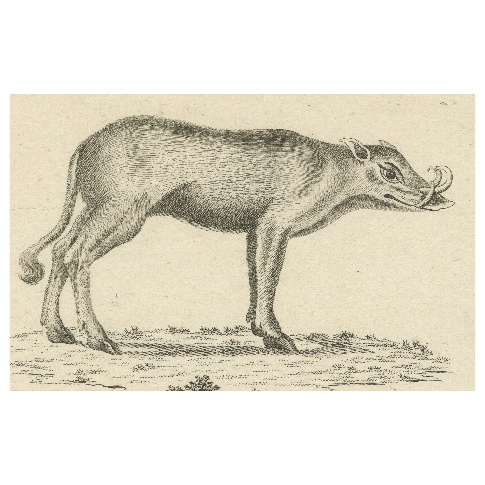Antique Engraving of a Babirusa and a Swallow, ca.1800