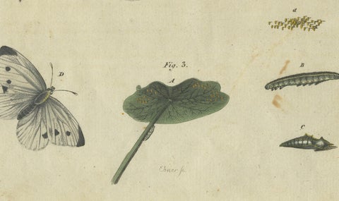 Beautiful 1805 Hand-Colored Engraving of Butterfly Life Cycle from Bertuch, close-up 1