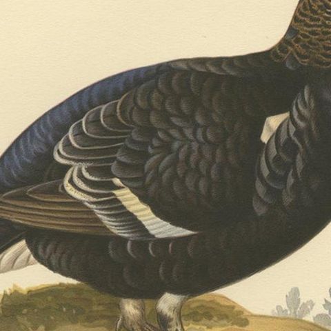 Antique Bird Print of the Black Grouse 'Male' by Von Wright, 1929, close-up 2