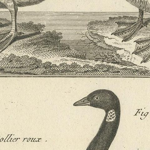 Antique Bird Print of Various Geese by Bonnaterre, '1790', close-up 2