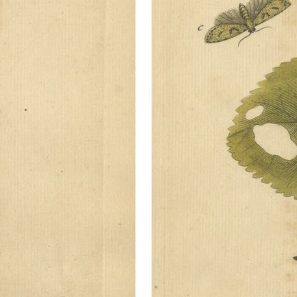 Antique English Moths with Caterpillars and Host Plants, Albin Entomology 1720, close-up 1