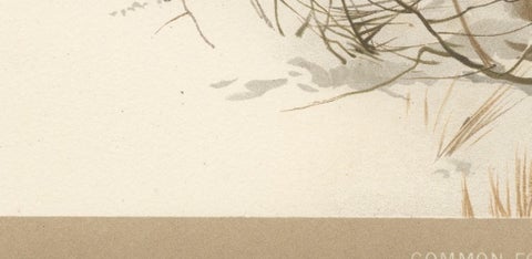 Common Fox in Winter Landscape, Antique Animal Chromolithograph, 1894, view 10
