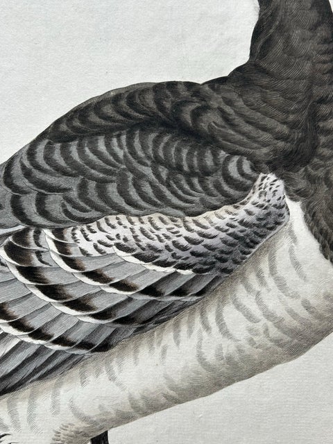 Anas, Brenta, Barnacle Goose from Nederlandsche Vogelen, 1797, view 6