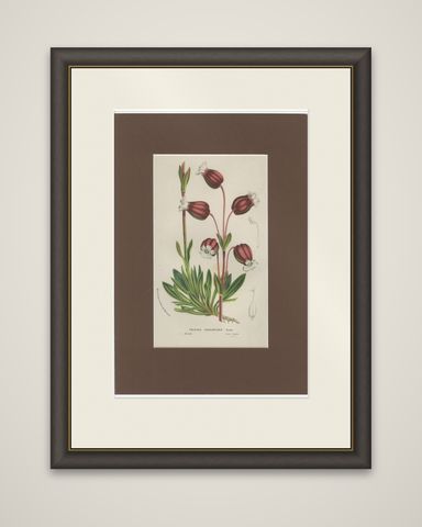 Prepusa hookeriana, A Rare 19th-Century Botanical Print in Elegant Matting, shown framed