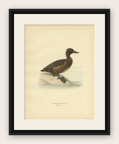 Female Tufted Duck, Swedish Bird Print after von Wright, 1929, shown framed
