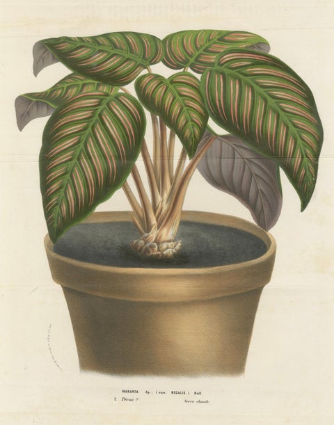 Regal Prayer Plant: Hand-Colored Lithograph by Louis van Houtte, 1855, close-up 3