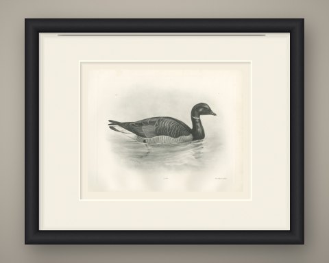 Brent Goose Swimming, Plate CLXIV after Lilian Medland, c. 1909, shown framed