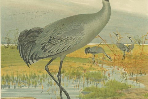 Majestic Common Crane in Wetland Landscape, Antique Bird Chromolithograph, 1880, close-up 5