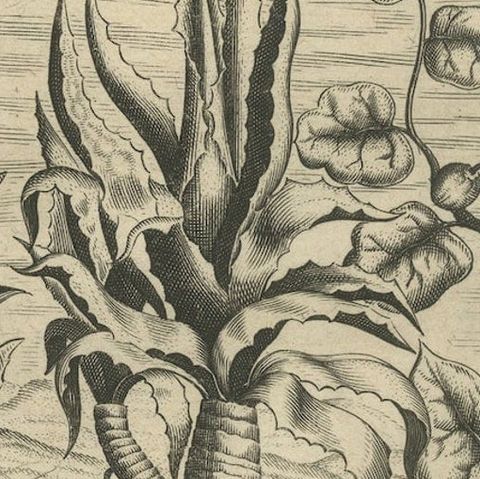 New World Flora: Aloe, Maguey, and Mexican Plants in De Bry's 1601 Work, close-up 5