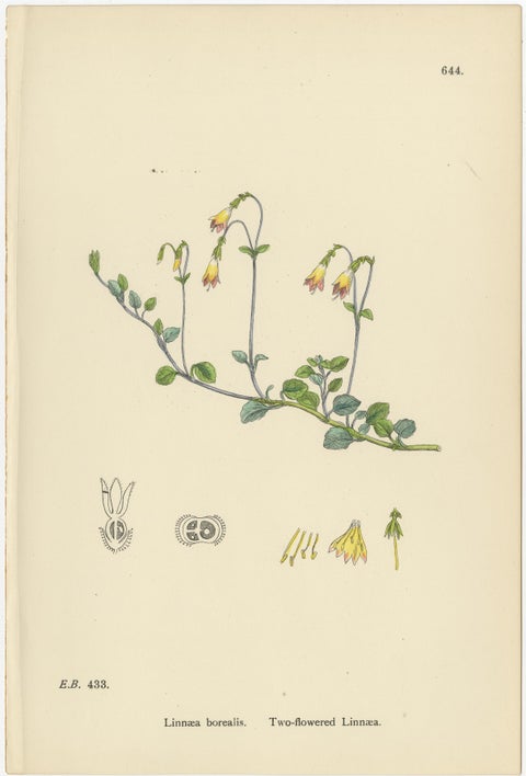 Set of 10 Antique Botanical Prints, English Botany 1902, British Wild Flowers, view 11