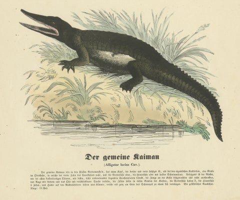 Der gemeine Kaiman (Common Caiman) - Hand-Colored Zoological Print, Circa 1840, close-up 1