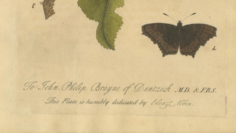 Butterfly, Caterpillar & Chrysalis on Leaves, Albin Hand-Colored Engraving 1720, close-up 3