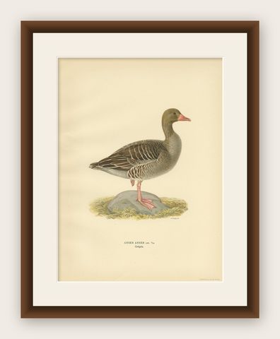 Antique Bird Print of the Greylag Goose by Von Wright, 1929, shown framed