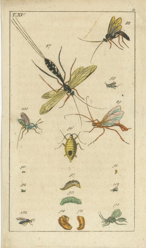 Small Natural History Prints: Insects and Life Cycles in Exquisite Detail, 1832, view 3