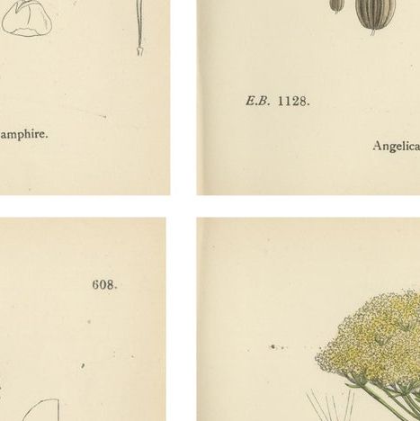 Antique Herb Botanical Prints, Soft Green Palette, Set of Four c.1902, close-up 2