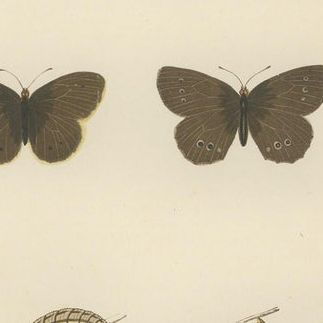 Lepidoptera Lifecycle: A Triptych of Transformation, 1890, close-up 1