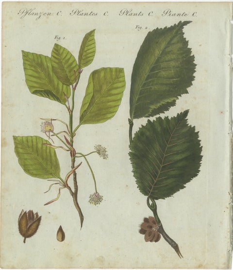 Beech and Elm Leaves, Flowers, and Seeds: A Stunning 1805 Botanical Engraving, view 2