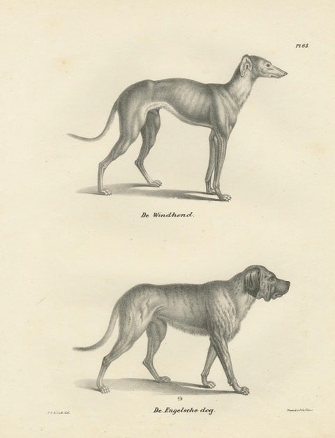 19th-Century Lithograph of a Greyhound and English Mastiff in Elegant Detail, close-up 5