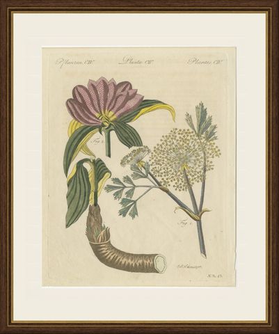 Galbanum and Hungarian Gentian, Antique Bertuch Print, circa 1805, shown framed