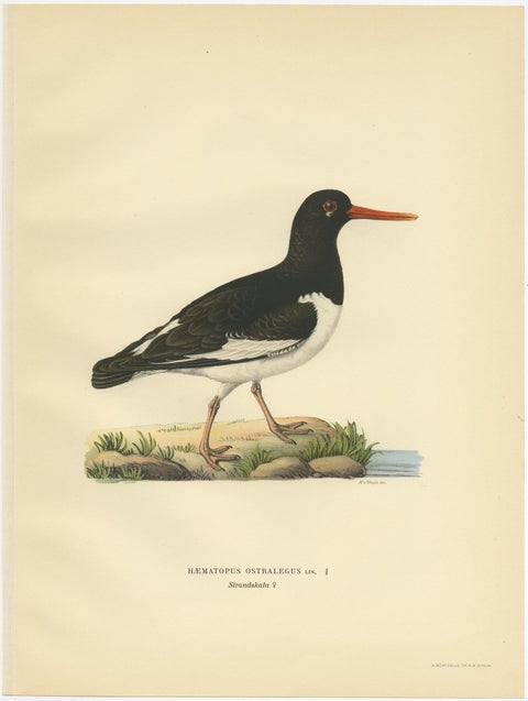 Antique Bird Print of the Eurasian Oystercatcher by Von Wright, 1929, view 3