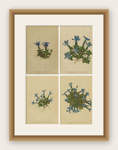 Alpine Gentian Botanical Prints Set of 4, Antique Chromolithographs 1897, shown framed
