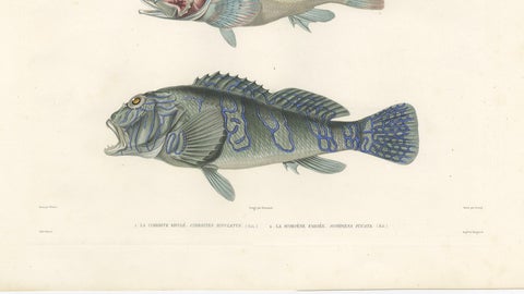 Museum-Quality Illustration of Rare Pacific Fish, Hand-Colored 1846, close-up 2