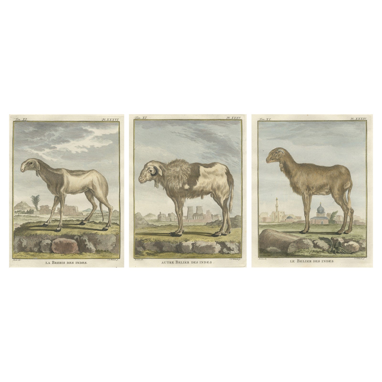 Rare 1769 India Sheep & Ram Trio, Hand-Coloured Buffon Engravings Set