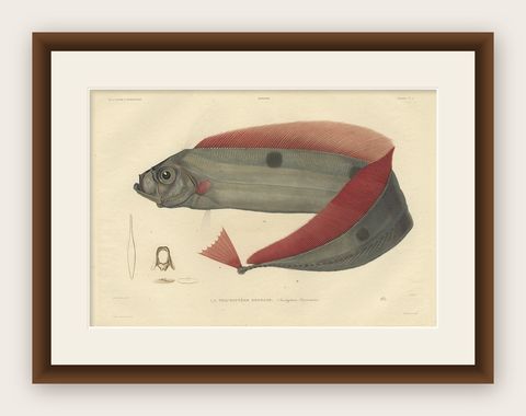 Rare Handcolored Fish Print of the Trachipterus trachypterus, a Ribbonfish, 1842, shown framed