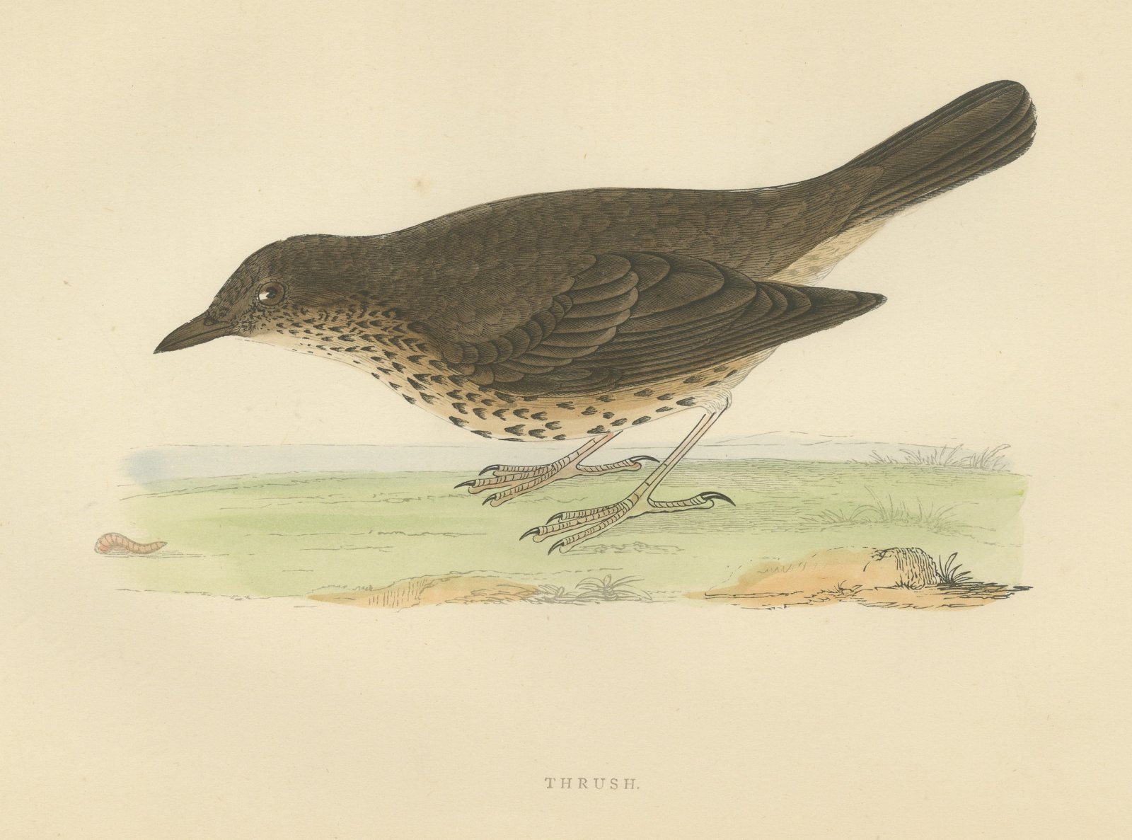 Thrush and Earthworm, Song Thrush Antique Bird Print, Morris, 1896