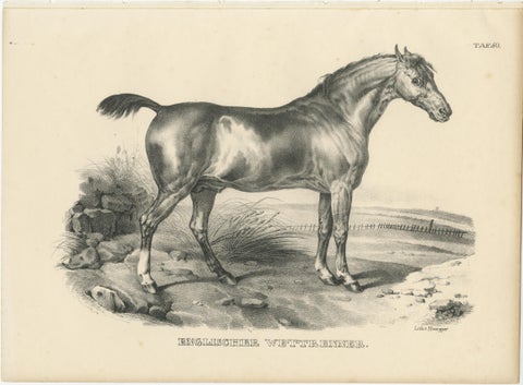 Original Antique Print of an English Race Horse, view 2