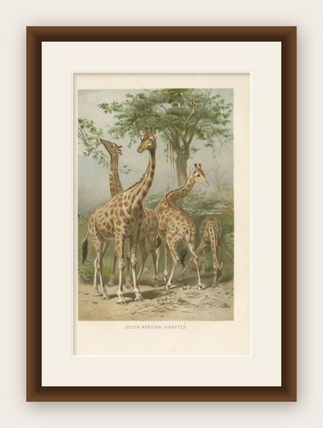 South African Giraffes, Antique Safari Chromolithograph, 1894, shown framed