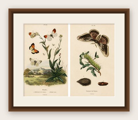 Pair of French Butterfly & Moth Engravings by E. Guérin, 1835, shown framed