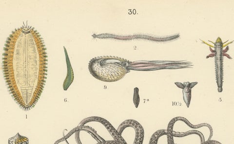 Molluscs & Marine Invertebrates Print: Octopus, Slug, Snails, Conch, 1867, close-up 5