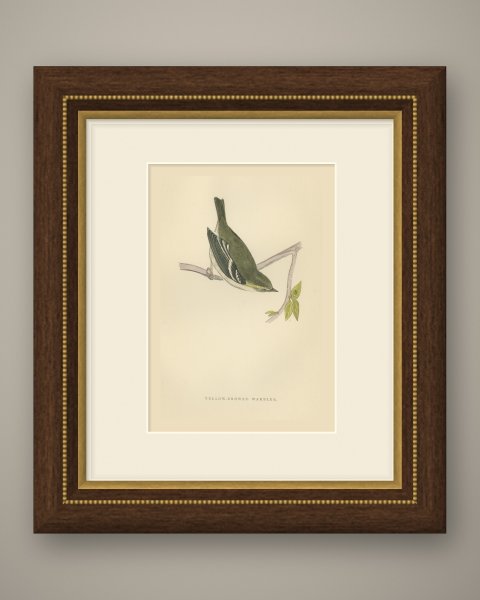 Yellow Browed Warbler Hanging from a Forked Twig, Antique Print, Morris, 1896, shown framed