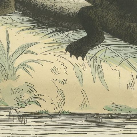 Der gemeine Kaiman (Common Caiman) - Hand-Colored Zoological Print, Circa 1840, close-up 6