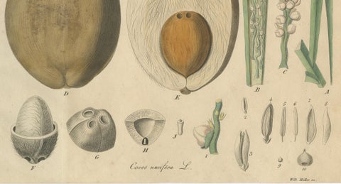 Antique Botanical Print of Coconut Palm, Copper Engraving, c.1831, close-up 3