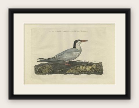 Antique Bird Print of the Common Tern by Sepp & Nozeman, 1789, shown framed