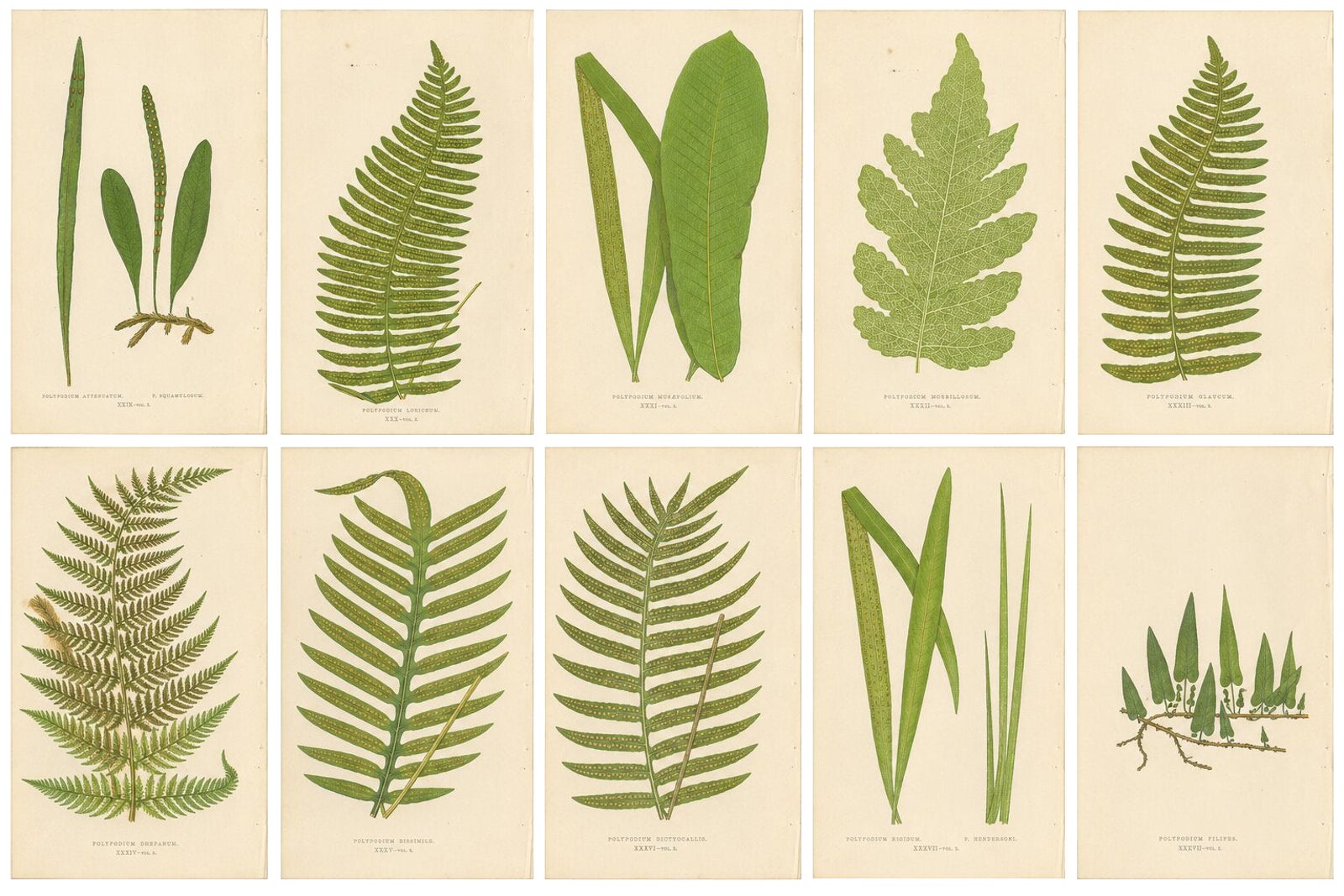 Set of 10 Original Antique Fern Lithographs by Edward J. Lowe, 1856
