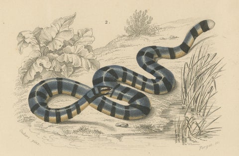Snake Print of Elephant Trunk Snake and Sea Krait, c.1850, Orbigny, close-up 3