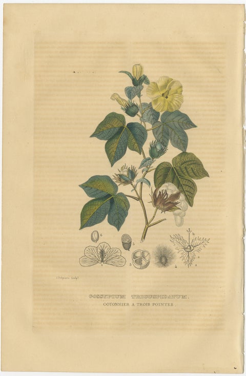 Orchid & Cotton Elegance: A Botanical Legacy in Bloom - Old Engravings of 1845, view 3