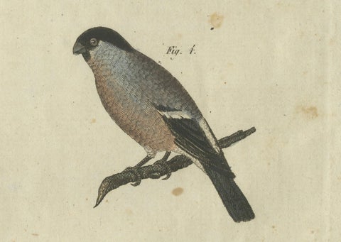 Elegant European Birds: 1805 Handcolored Engraving from Bertuch's Masterpiece, close-up 1