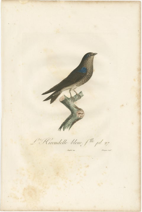 Feathered Sapphire: The Blue Swallow, A Vieillot Hand-Colored Print from 1807, view 3